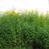 topinambur-tee-bio-topinambur-blatttee-aus-handverlesenen-schonend-getrockneten-blaettern-detailansicht